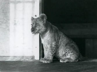 En lejonunge sitter på golvet i London Zoo 1930 (s/v foto)