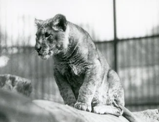 En lejonunge, som hade fötts i menageriet i juli 1923, London Zoo, juli 1924