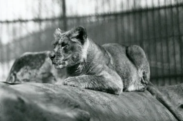 En lejonunge, som hade fötts i menageriet i juli 1923, London Zoo, juli 1924