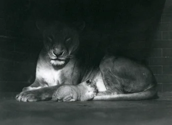 En lejonhona och unge som ligger i skuggan längst bak i sitt hägn, London Zoo, oktober 1925