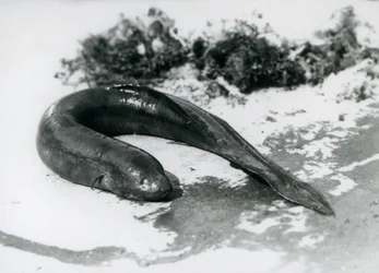 En lungfisk vilar ur vattnet på London Zoo i september 1928