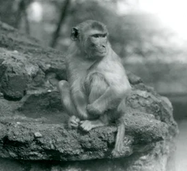 En makak som sitter på en sten på London Zoo 1924