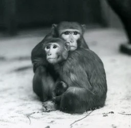 En makak med sin baby sittande tillsammans på golvet i deras inhägnad, London Zoo