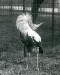 En Maguari-stork som uppträder i London Zoo, juli 1925