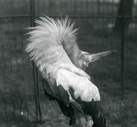En Maguari-stork som uppträder i London Zoo, juli 1925