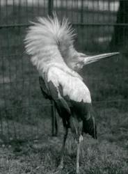 En Maguari-stork som uppträder i London Zoo, juli 1925