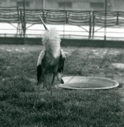 En maguaristork som utför upp-och-ned-uppvisningen medan den står på gräs bredvid en liten betongdamm, London Zoo, juli 1925