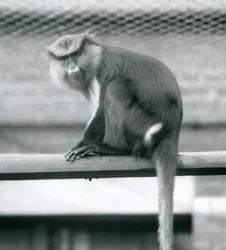 En Mona Monkey som sitter på en horisontell stolpe i sin inhägnad vid London Zoo i september 1925