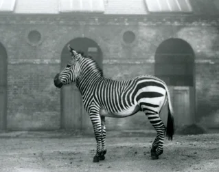 En bergszebra som står, i sin hage, framför de höga dörrarna till Giraffe House på London Zoo 1927
