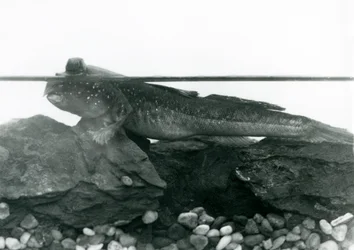 En Mudskipper, vilande på nedsänkta klippor, med ögonen ovanför vattnet, London Zoo