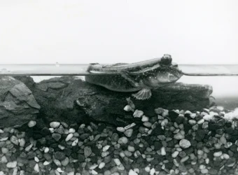 En Mudskipper, vilande på nedsänkta klippor, med ögonen ovanför vattnet, London Zoo