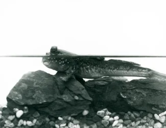 En Mudskipper, vilande på nedsänkta klippor, med ögonen ovanför vattnet, London Zoo