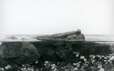 En Mudskipper, vilande på nedsänkta klippor, med den övre halvan av kroppen ovanför vattnet, London Zoo