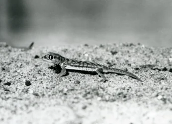 En Namibsandgecko/simhudsgecko stående på sand, London Zoo, september 1928