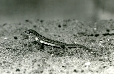 En Namib-sandgecko/nätfotad gecko som står på sand, London Zoo, september 1928 (s/v-foto)