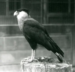 En Northern Crested Caracara som står på en stock vid London Zoo, september 1925
