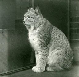 A Northern Lynx, London Zoo, februari 1925