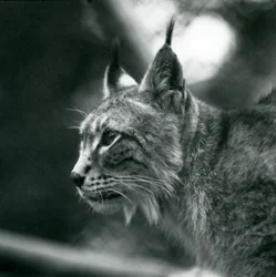 A Northern Lynx på London Zoo, juli 1925