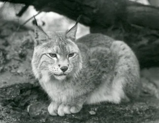 Ett nordligt lodjur som sitter på en sten, London Zoo, oktober 1925