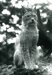 Ett Northern Lynx sitter uppe på London Zoo, juli 1925
