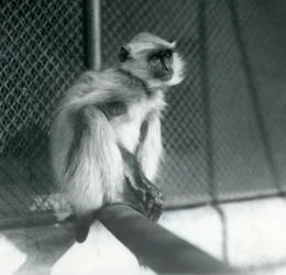 En Northern Plains Grey Langur sitter på en abborre i sin inhägnad vid London Zoo 1928 (s/v foto)