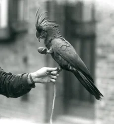 En palmkakadua som griper tag om en djurskötares finger med ena foten och håller en äggformad godbit i den andra, London Zoo, september 1927
