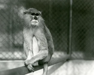 En Patas/Wadi/Hussar-apa sitter på en gren på London Zoo 1928 (s/v foto)