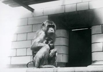 En svinmakak håller sin unge medan hon sitter på en kaklad avsats i sin inhägnad på London Zoo 1928