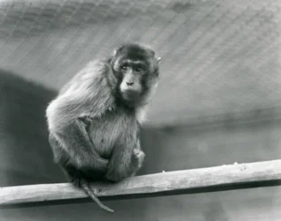 En svansmakak sitter på en sittpinne i sitt hägn på London Zoo