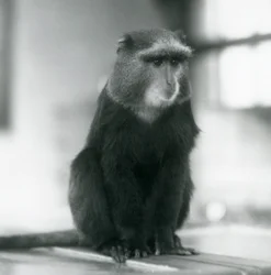 En Pluto Monkey, eller Blue Monkey, sitter på en bänk, London Zoo