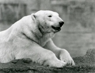En isbjörn vilar på en klippavsats på London Zoo 1931 (s/v foto)
