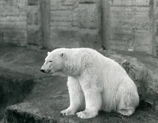 En isbjörn som sitter på en klippavsats vid London Zoo i september 1927