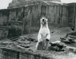 En isbjörn som sitter uppe i sin inhägnad vid foten av Mappin Terraces på London Zoo i september 1928 (s/v foto)