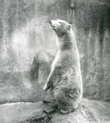 En isbjörn sitter på huk på London Zoo 1929 (s/v foto)