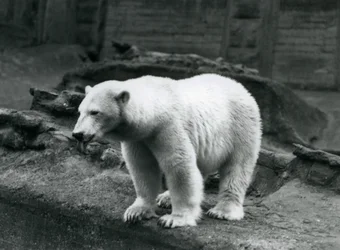 O se Polar Bear e tu i le pito o lona pa i le pito i lalo o le Mappin Terraces, Lonetona Zoo, Setema 1928 (b/w photo)