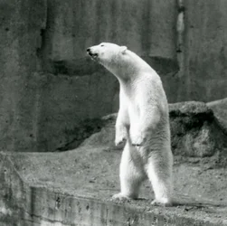En isbjörn som står upprätt på bakbenen vid kanten av sitt hägn på Mappin Terraces, London Zoo