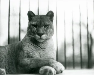 En Puma/Cougar/Mountain Lion/Catamount vilar på London Zoo 1931 (s/v foto)