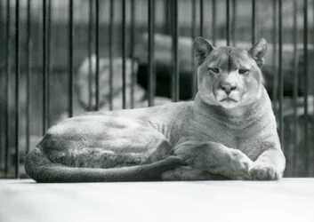 Ett PumaCougar Mountain Lion liggande i sitt inhägnad vid London Zoo i juni 1925