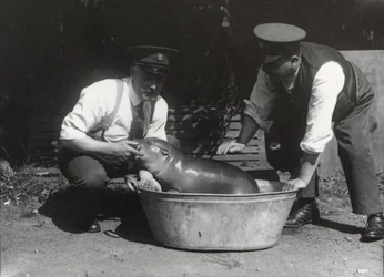 En dvärgflodhäst som tar ett dopp i ZSL London Zoo, augusti 1928.