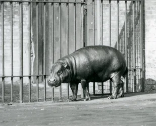 En pygméflodhäst på London Zoo 1927