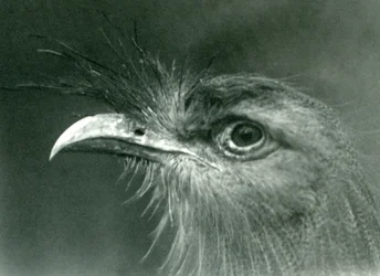 En rödbent seriema på London Zoo 1924