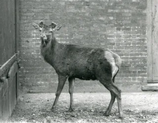 En kronhjortshane med växande horn, London Zoo, augusti 1928