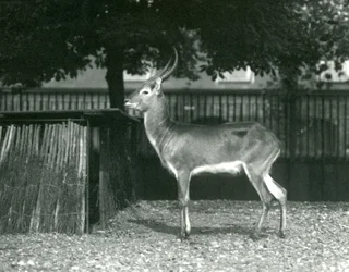 A Red Lechwe på London Zoo, juli 1924