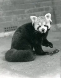 En röd panda som sitter på London Zoo, 1917.