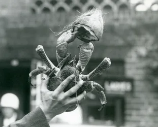 En RobberCoconut Crab, som håller en halv kokosnöt, hålls uppe av en djurhållare på London Zoo 1927