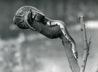 En Royal Ball Python på väg nerför en gren på London Zoo i oktober 1925