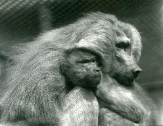 En helig babian med sina ungar på London Zoo, juli 1924
