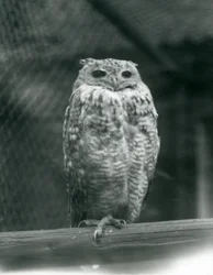 En Savingys Pharaoh Eagle-owl vilar på en gren på London Zoo, september 1925