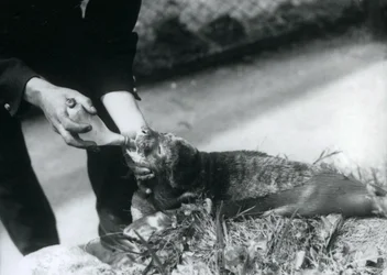 En sälvalp som matas på flaska av sin djurhållare, London Zoo, augusti 1925