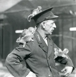 En andraklassvakt med fyra unga grå ekorrar som klättrar på sin uniformshatt och jacka, London Zoo